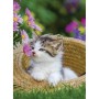 Ravensburger - Puzzle pisicute 2x500 piese Ravensburger - 3
